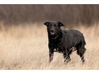 Adopt Karma a Black Labrador Retriever
