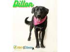 Adopt Dillon a Labrador Retriever, Mixed Breed