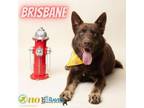 Adopt Brisbane a Australian Kelpie, Mixed Breed