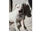 Adopt CHANCE* a Pit Bull Terrier