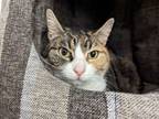 Adopt Biscuit a Torbie, Domestic Short Hair