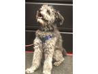 Adopt Posey a Wheaten Terrier, Poodle