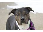 Adopt LUCY a Pit Bull Terrier, Mixed Breed