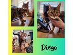 Adopt Diego a Bengal