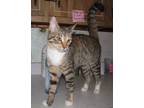 Adopt ANGELICA a Tabby, Domestic Short Hair