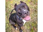 Adopt Scarlett 23571 a Pit Bull Terrier