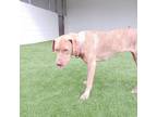 Adopt Lady Bug a Coonhound, Mixed Breed