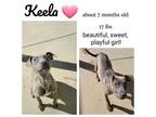 Adopt Keela a Mixed Breed