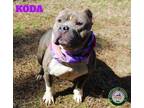 Adopt 23-02-0291 Koda a Pit Bull Terrier