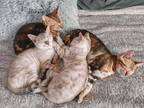 Tica Bengal Kittens