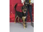 Adopt A730585 a German Shepherd Dog, Mixed Breed