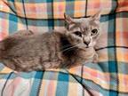 Adopt Wink a Tabby