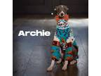 Adopt Archie a Italian Greyhound