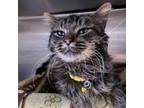 Adopt Special Agent Catsby a Domestic Long Hair