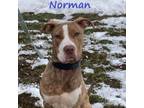 Adopt Norman 221152 a Mixed Breed