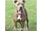 Adopt August 220900 a Mixed Breed