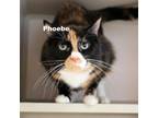 Adopt Phoebe 23084 a Domestic Short Hair