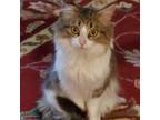 Adopt Angel a Domestic Long Hair, Norwegian Forest Cat