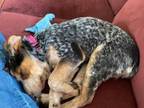 Adopt Breakfast Litter a Beagle, Australian Cattle Dog / Blue Heeler