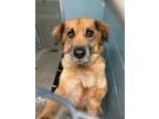 Adopt Leap a Mixed Breed