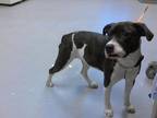 Adopt ROXIE a Boxer, Labrador Retriever