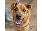 Adopt Scully a Mixed Breed