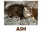 Adopt Ash a Domestic Short Hair, Tabby
