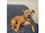 Adopt Jack a American Staffordshire Terrier