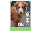 Adopt Cilo a Australian Cattle Dog / Blue Heeler, Border Collie