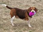 Adopt SPIKE a Beagle, Mixed Breed