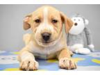 Adopt Peter a Retriever, American Staffordshire Terrier