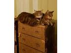 Adopt Johnny and June a Tabby, Tiger