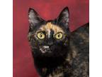 Adopt Lily a American Shorthair
