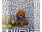 Poodle (Toy) PUPPY FOR SALE ADN-548056 - Adorable Toy Poodle Puppy