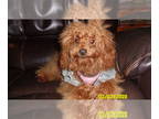 Poodle (Toy) PUPPY FOR SALE ADN-548281 - Poodle Puppy Female Red Purebred