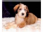 Bernedoodle PUPPY FOR SALE ADN-548005 - Male Bernedoodle Puppy