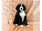 Bernedoodle PUPPY FOR SALE ADN-548032 - F1 Bernedoodle Puppy