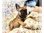 French Bulldog PUPPY FOR SALE ADN-548304 - Sable thick male
