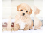 Maltese-Poodle (Toy) Mix PUPPY FOR SALE ADN-548143 - Clark