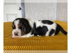 Basset Hound PUPPY FOR SALE ADN-548043 - AKC Registered Basset Hound Puppies