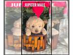 Schnoodle (Miniature) PUPPY FOR SALE ADN-548456 - Schnoodle Puppies For Sale