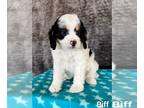 Cavapoo PUPPY FOR SALE ADN-548074 - Adorable Cavapoo Puppies For Sale