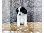 Cavapoo PUPPY FOR SALE ADN-548076 - Adorable Cavapoo Puppies For Sale