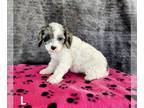 Cavapoo PUPPY FOR SALE ADN-548078 - Adorable Cavapoo Puppies For Sale