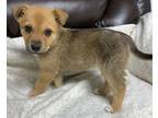 Adopt Roadie a Mixed Breed