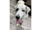 Adopt Electra a Great Pyrenees, Mixed Breed