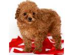 Teddy Bear Girl Red Toy Poodle