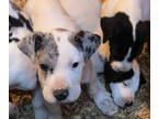 Great Dane PUPPY FOR SALE ADN-548185 - Great Dane pups