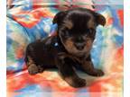 Yorkshire Terrier PUPPY FOR SALE ADN-548168 - Mochas Yorkies