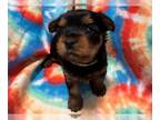 Yorkshire Terrier PUPPY FOR SALE ADN-548169 - Mochas Yorkies